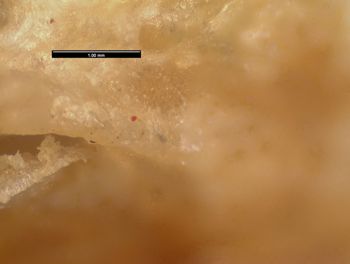 Media type: image;   Herpetology R-55630